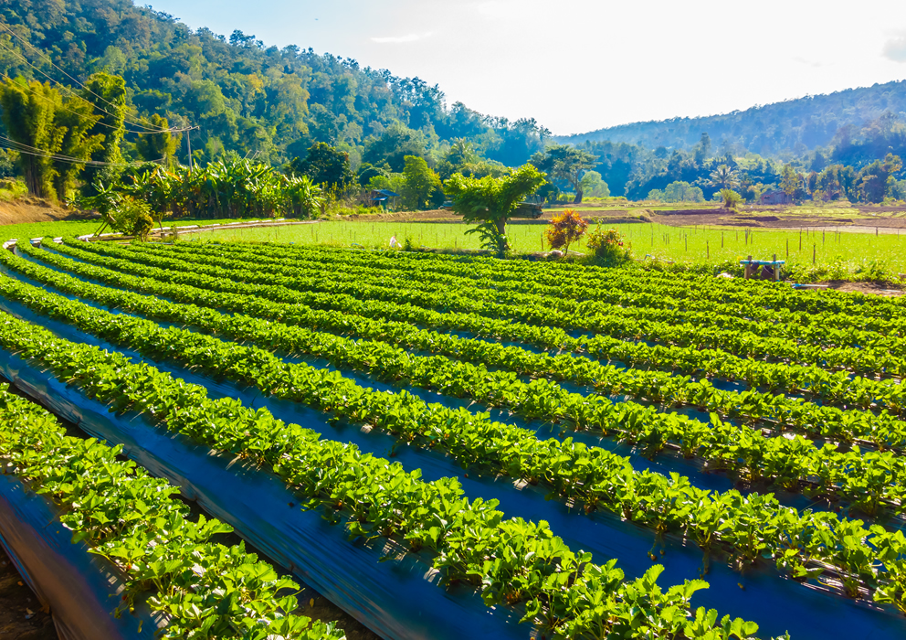Owocowe czwartki, czy bakaliowe środy? co wybrać?